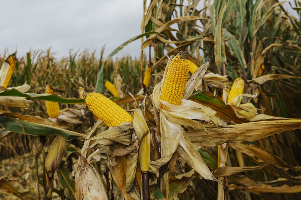 FARMORITZ ist Deutschlands Mais Nr. 1!
