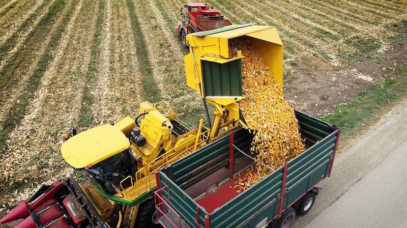 So funktioniert die farmsaat-Maisproduktion
