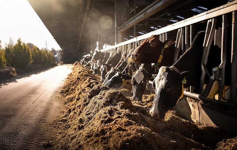 Sieger im Silagewettbewerb: Marc zeigt, wie es geht!