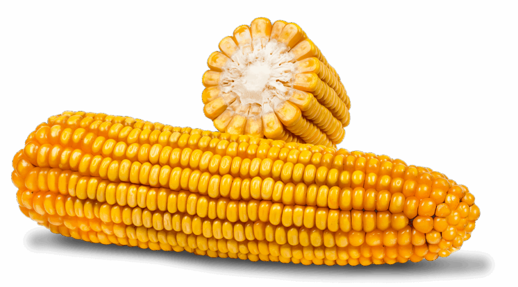 Ganzer Maiskolben und Maiskolben im Querschnitt der Sorte FARMODENA.