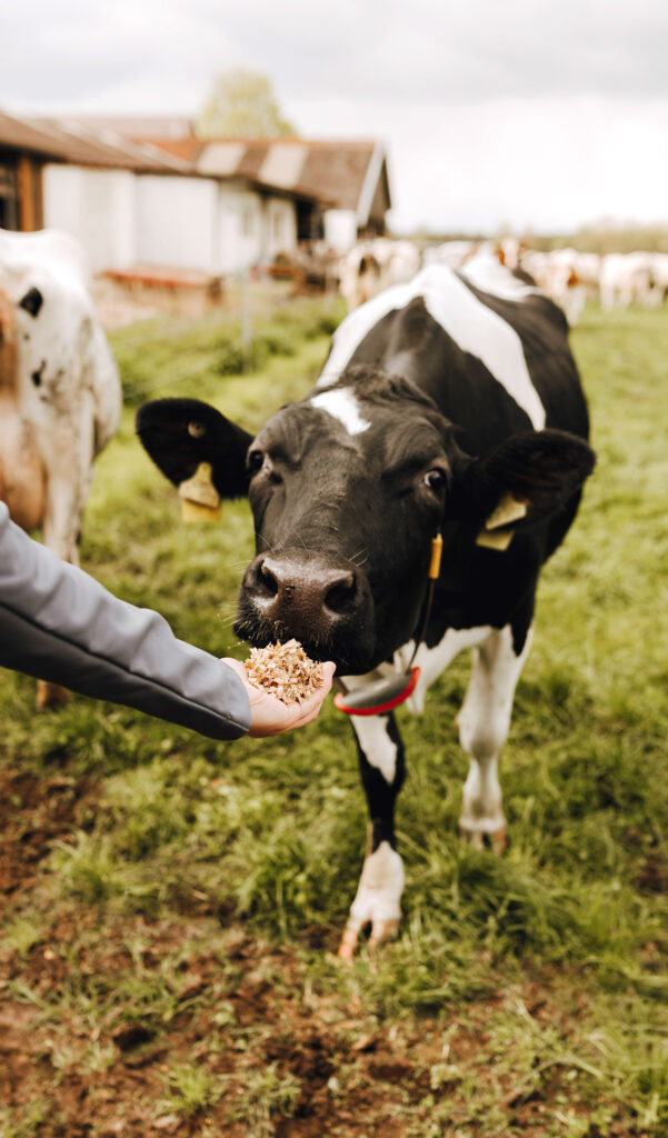 Eine Kuh wird mit der Hand gefüttert