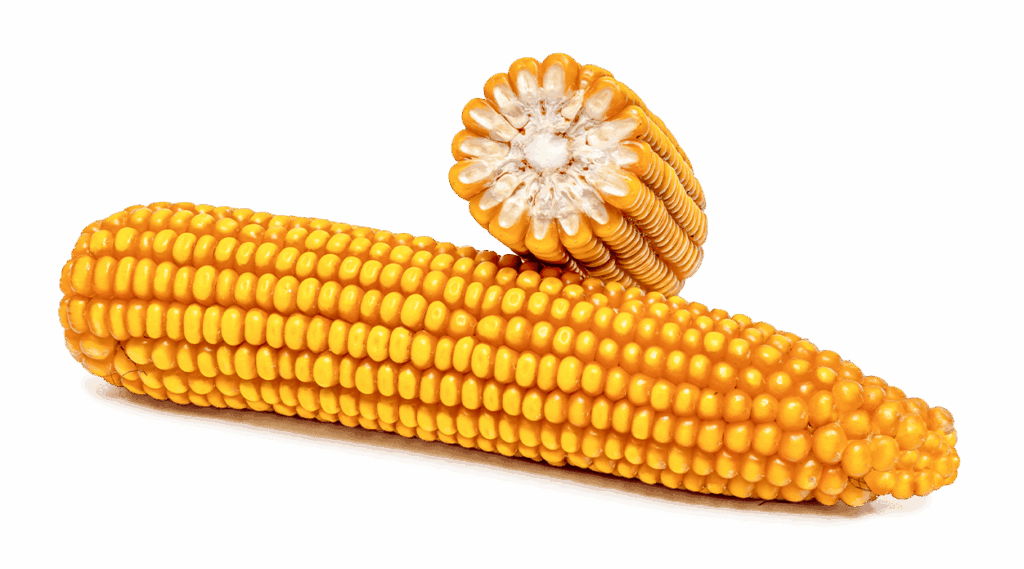Ganzer Maiskolben und Maiskolben im Querschnitt der Sorte FARMACTOS.