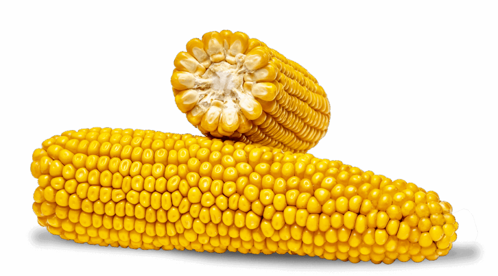 Ganzer Maiskolben und Maiskolben im Querschnitt der Sorte FARMALBA.