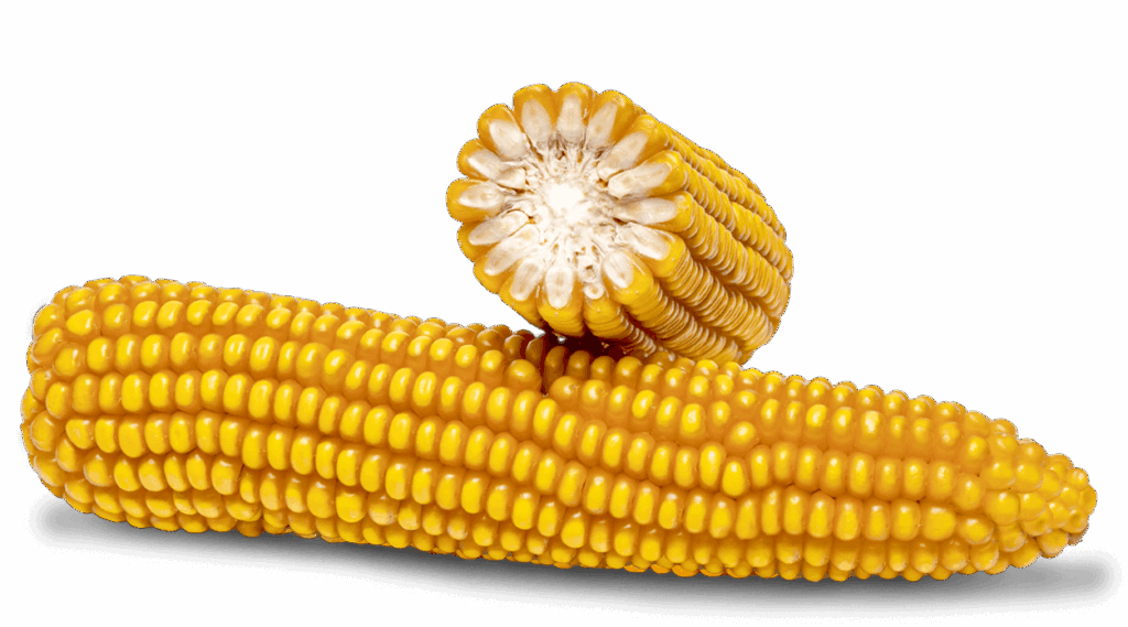 Ganzer Maiskolben und Maiskolben im Querschnitt der Sorte Farmarquez.