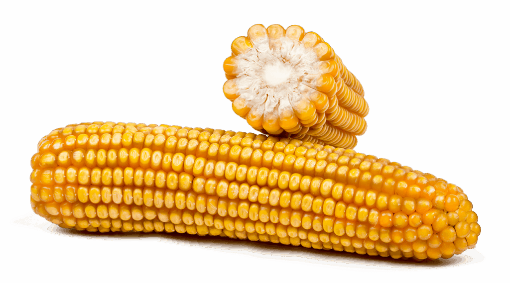 Ganzer Maiskolben und Maiskolben im Querschnitt der Sorte Farmfire.