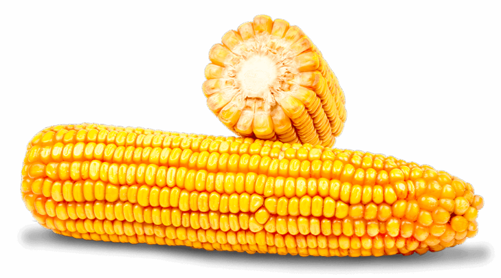 Ganzer Maiskolben und Maiskolben im Querschnitt der Sorte FARMIRAGE.