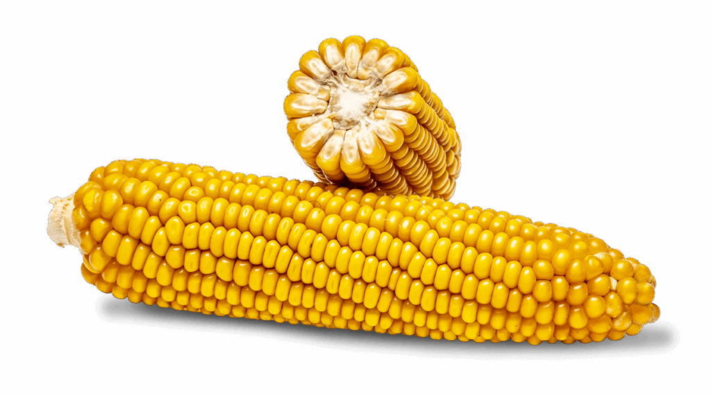 Ganzer Maiskolben und Maiskolben im Querschnitt der Sorte FARMISTIK.