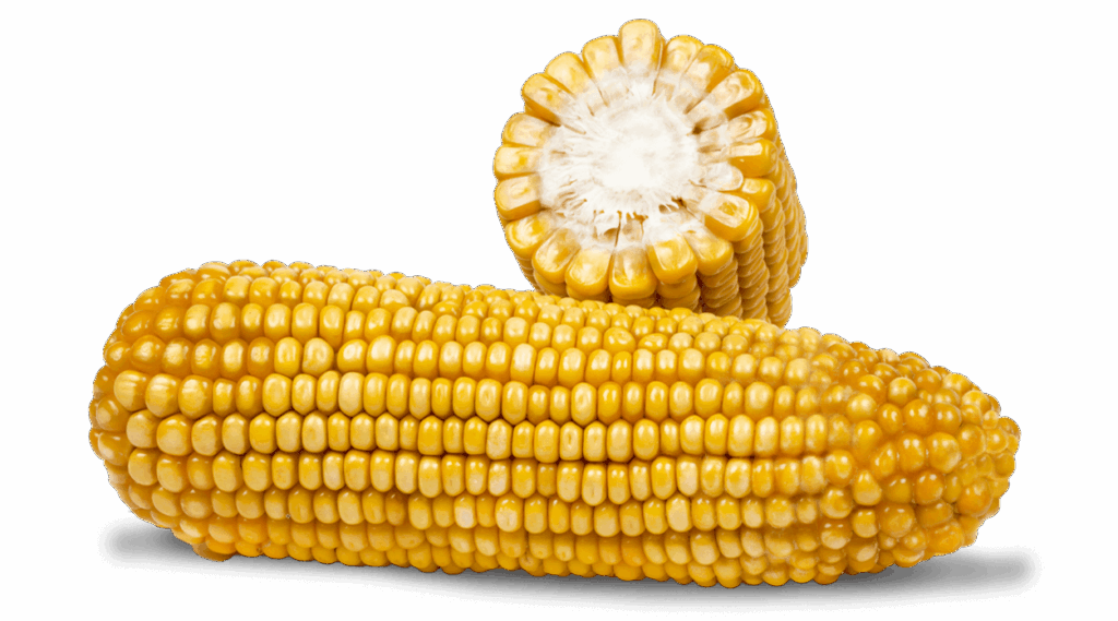 Ganzer Maiskolben und Maiskolben im Querschnitt der Sorte FARMUELLER.