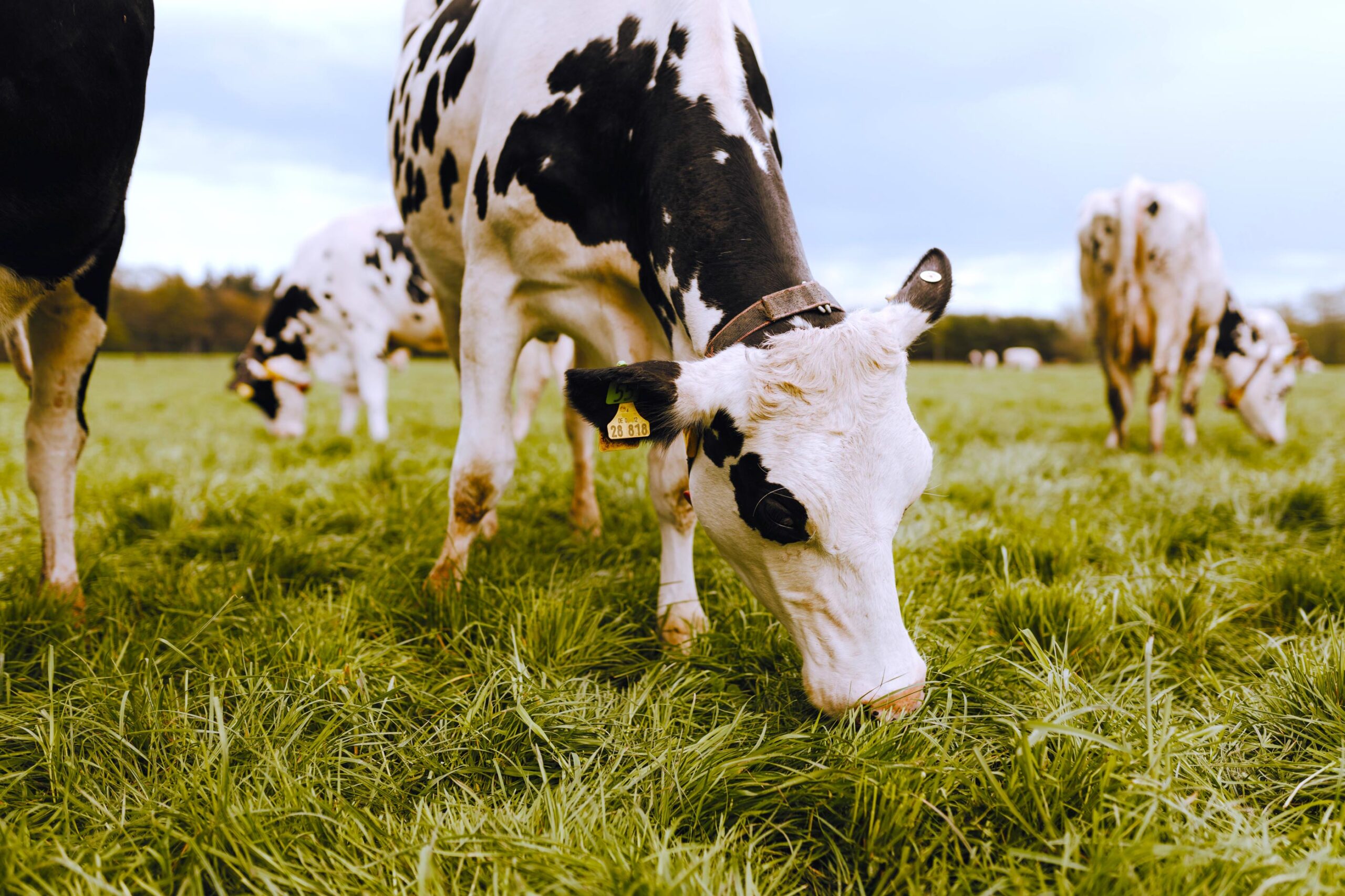 Kühe auf einer Weide