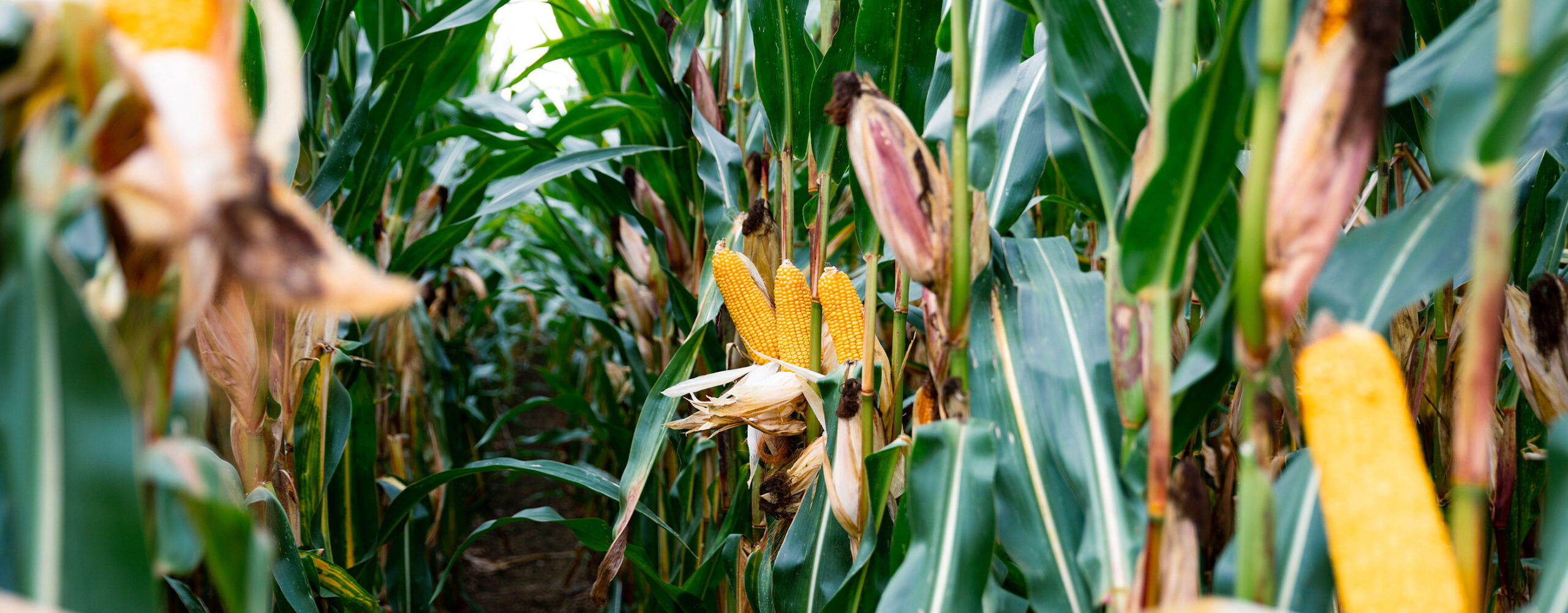 Nahaufnahme Maisfeld