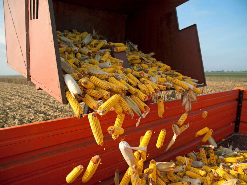 Maiskolben werden von einer Maschine in einen Anhänger gefüllt