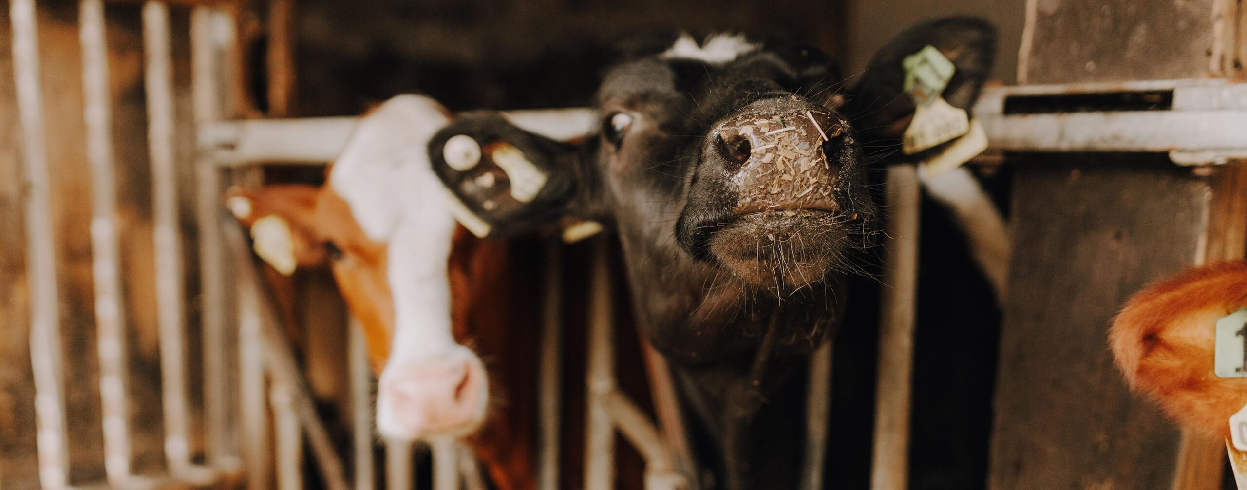 Nahaufnahme einer Kuh im Stall