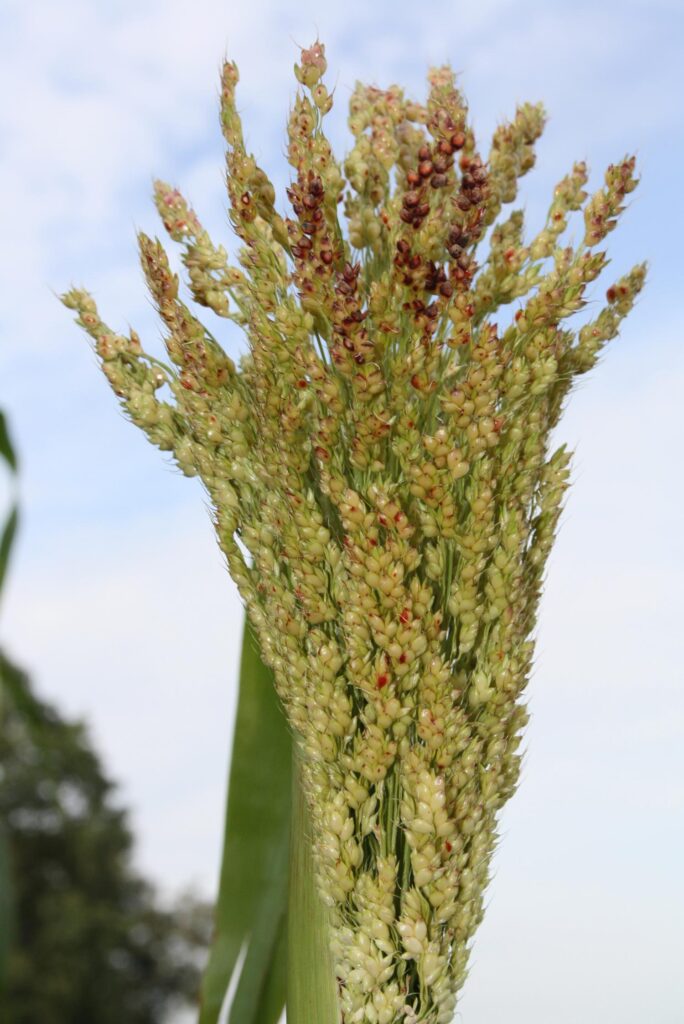 Nahaufnahme Sorghum-Blütenstand