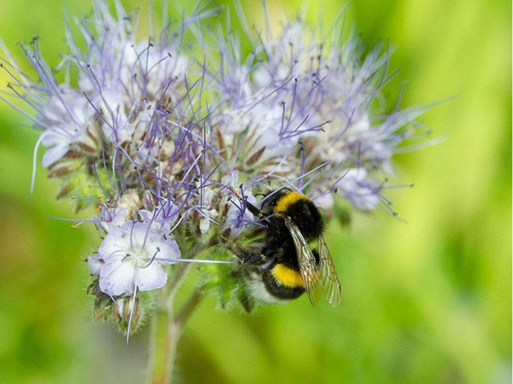 Hummel auf einer Blume.