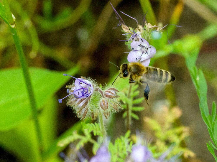 Biene auf einer Blume.