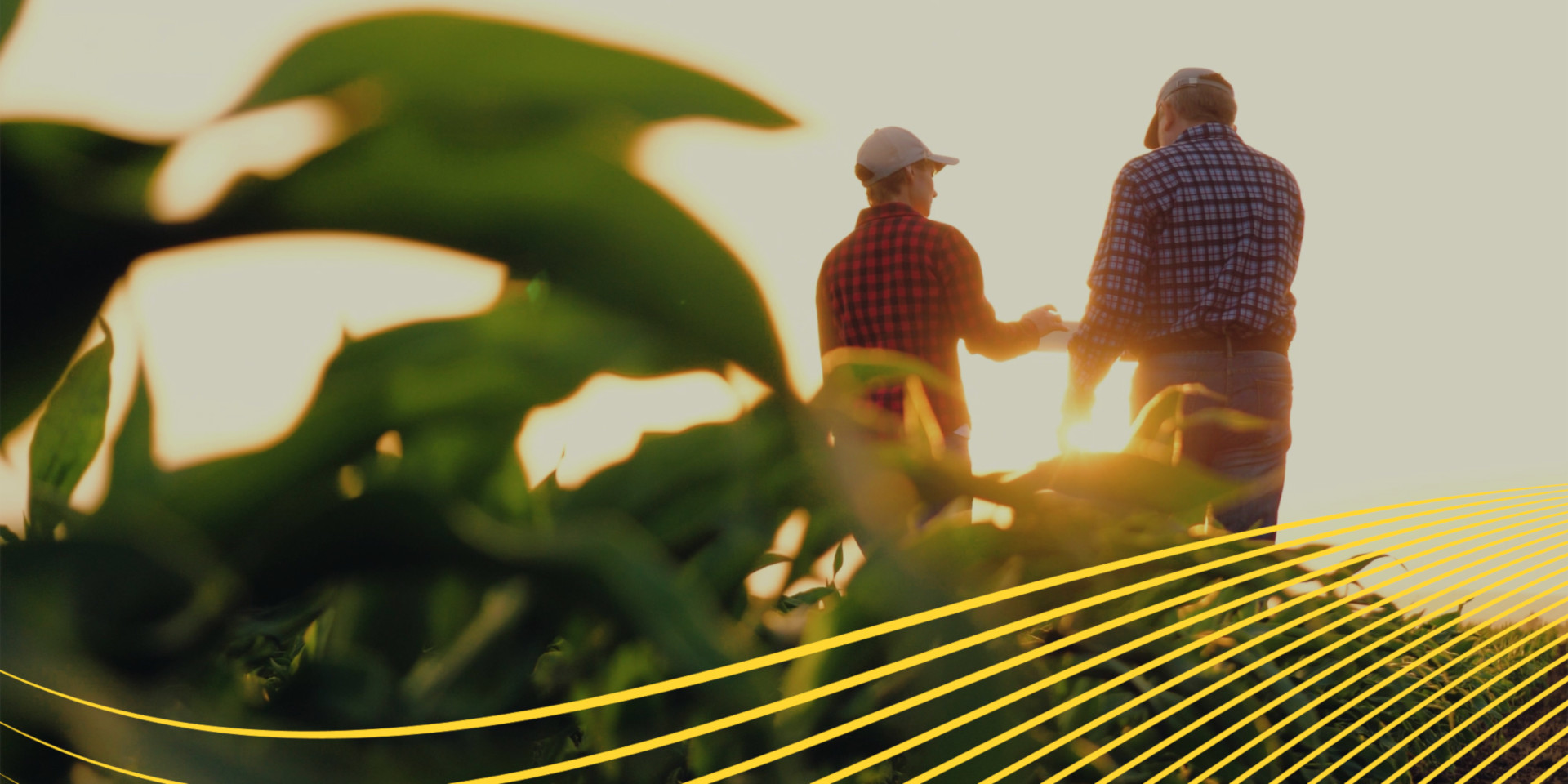 Zwei Landwirte auf einem Feld von hinten im Sonnenuntergang
