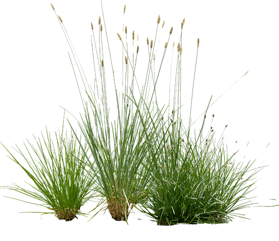 Gräser aus der Mischung