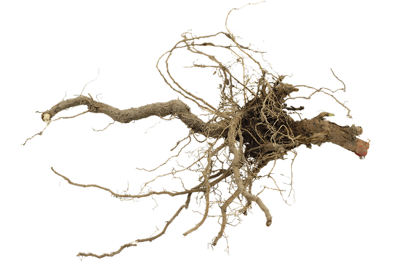 Wurzel der Zwischenfruchtmischung