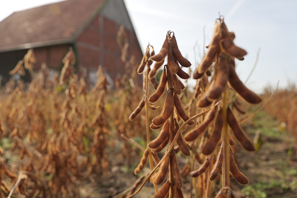 Reife braune Bohnenhülsen an einer Sojapflanze