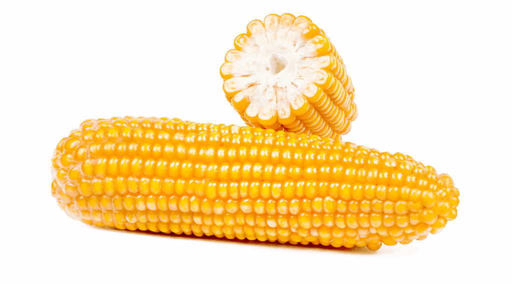 Maiskolben ganz und im Querschnitt der Sorte Farmumba