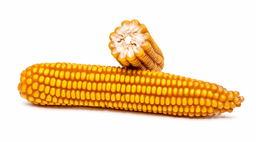 Maiskolben ganz und im Querschnitt der Sorte Farmalou