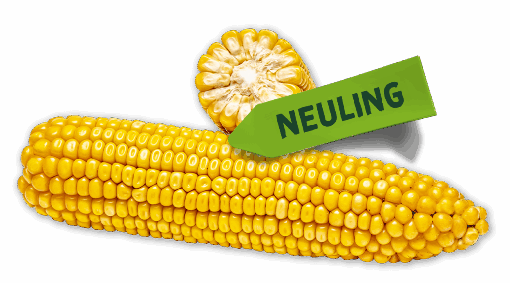 Maiskolben ganz und im Querschnitt der Sorte Farmazurla