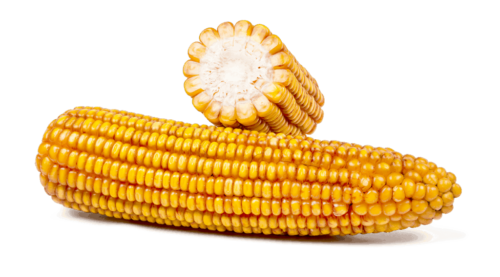 Maiskolben ganz und im Querschnitt der Sorte FARMIDABEL.