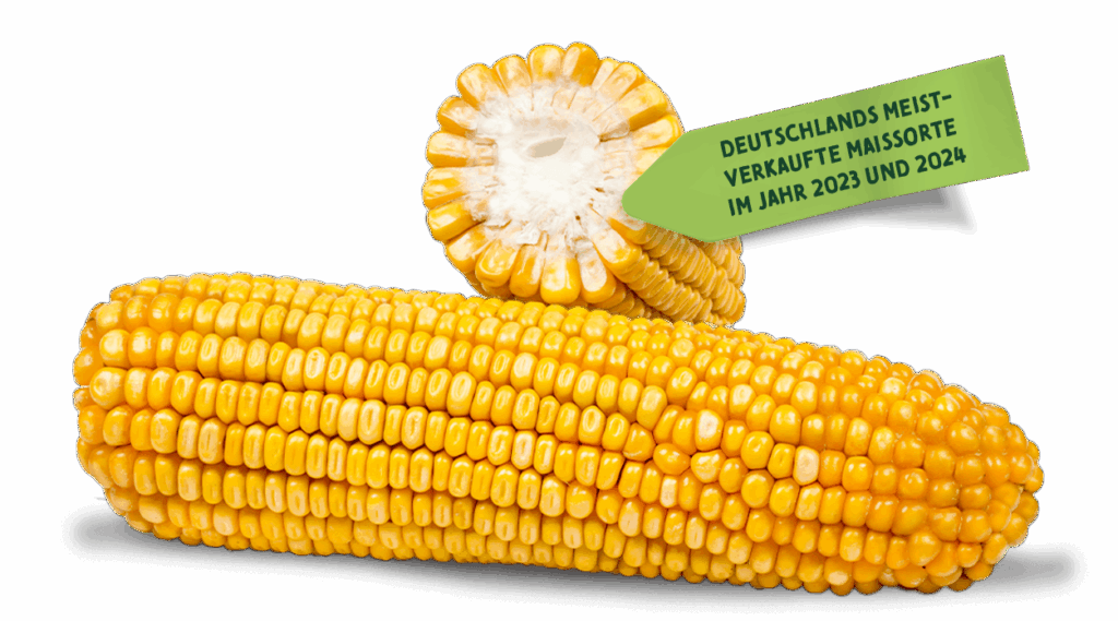 Maiskolben und Maiskolben im Querschnitt der Sorte Farmoritz, Deutschlands meistverkaufte Maissorte im Jahr 2023 und 2024