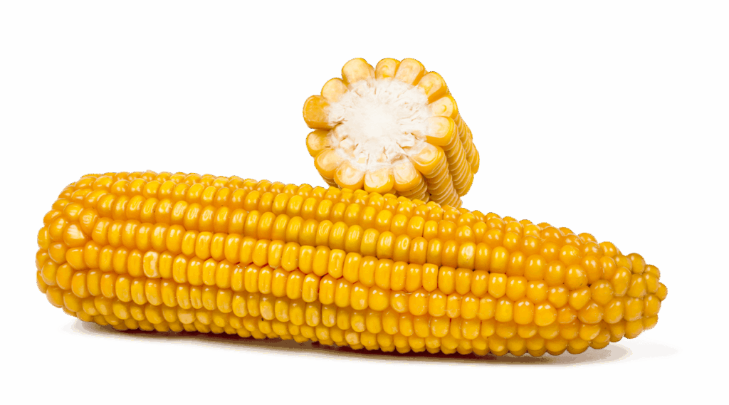 Maiskolben ganz und im Querschnitt der Sorte Gulliver.