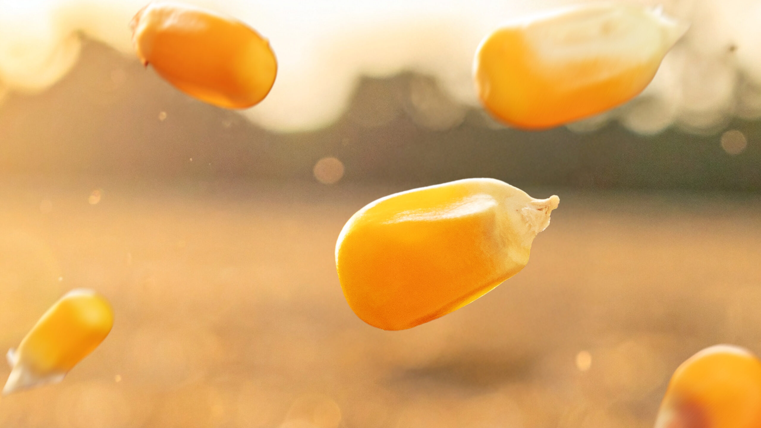 Nahaufnahme von Maiskörnern im Fall