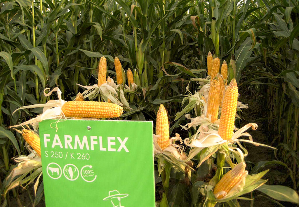 Maisfeld mit Sortenschild Farmezzo