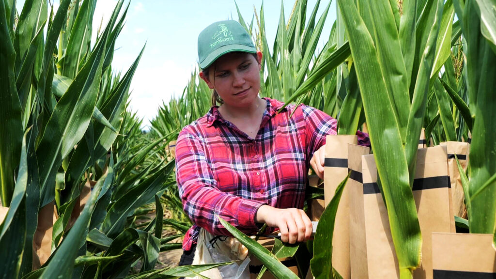 Eine junge Landwirtin auf dem Maisfeld