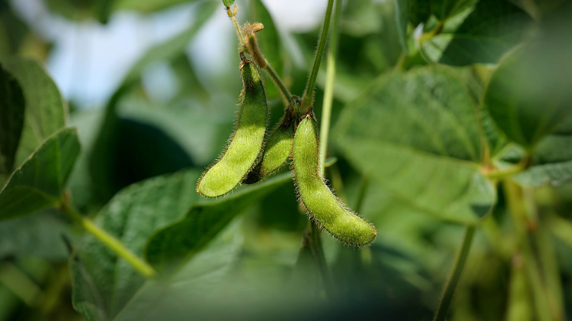 Soja lokal, Zukunft global